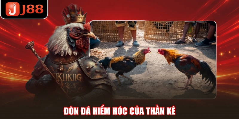 Đòn đá hiểm hóc của thần kê