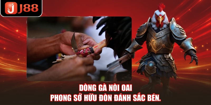 Dòng gà nòi oai phong sở hữu đòn đánh sắc bén.